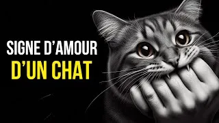 Miniature : Découvrez les 15 Signes Que Votre Chat Vous Considère Comme Plus Qu'un Humain, Mais Comme Son Parent