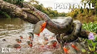 Miniature : PANTANAL | Les Prédateurs les Plus Dangereux de la Plus Grande Zone Humide du Monde | Documentaire