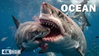 Miniature : OCÉAN SAUVAGE | La Bataille Brutale des Géants des Mers | Documentaire animalier