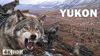 Miniature : YUKON SAUVAGE | La migration et la lutte sans fin pour la survie | Documentaire animalier