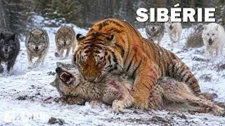 Miniature : SIBÉRIE SAUVAGE | Le refuge des prédateurs les plus féroces | Documentaire animalier