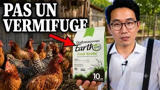 Miniature : Ne Fais JAMAIS Cette Erreur Avec Tes Poules : Elle Peut Décimer Ton Élevage en Une Seule Nuit !