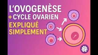 Miniature : L'ovogenèse et le cycle ovarien