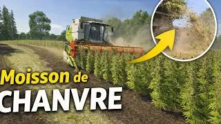 Miniature : Moisson de chanvre sur Farming Simulator 25 !
