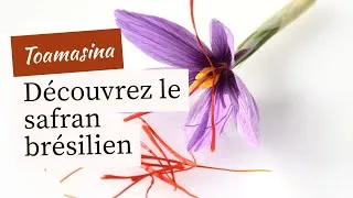 Miniature : Les Secrets du Safran ("L'Or Rouge") : Bienfaits, Dangers, et la Différence Cruciale avec le Curcuma