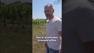Miniature : Et si la truffe était l’avenir du Beaujolais ?