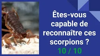 Miniature : Quiz : les scorpions