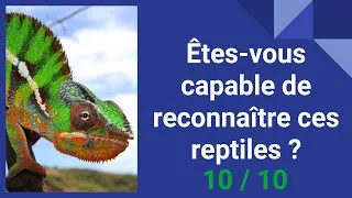 Miniature : Quiz : les reptiles (serpent, lézard, tortue...)