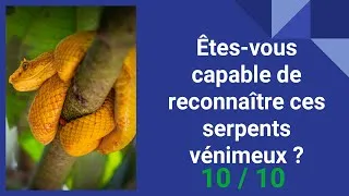 Miniature : Quiz : les serpents vénimeux (vipère, crotale, cobra...)