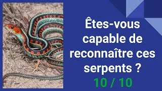 Miniature : Quiz : les serpents (vipère, couleuvre, python...)