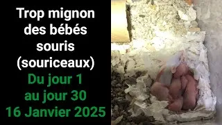 Miniature : Trop mignon des bébés souris (souriceaux) sont nées ce 16 Janvier 2025 !