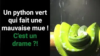 Miniature : Que faire lorsque votre Morelia viridis ⁄ azurea (Python vert) fait une mauvaise mue ?