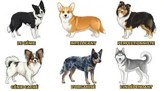 Miniature : Chaque Chien le Plus Intelligent du Monde expliqué en 7 minutes