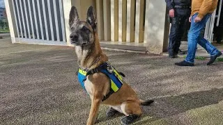 Miniature : Opération "Haute visibilité" de la gendarmerie à Yvetot