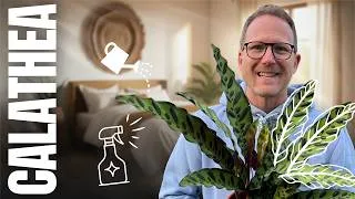 Miniature : Calathea : une plante à ne surtout pas avoir dans sa chambre !