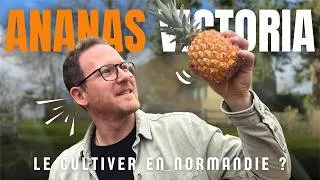 Miniature : Faire pousser un ananas dans mon potager en Normandie : mission impossible ?