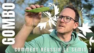 Miniature : On teste la culture du gombo en serre chaude au potager !