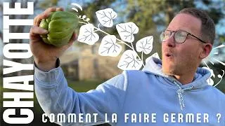 Miniature : Faites germer une chayotte au potager et récoltez des kilos !
