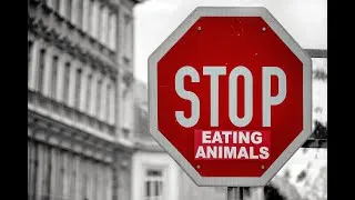 Miniature : Discussion 1 avec Guilhem: véganisme, animalisme et antispécisme