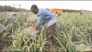 Miniature : Filière ananas : techniques, bonnes pratiques et variétés en CI | Terre & Progrès - 20 Juin 2026