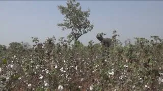 Miniature : Filière Coton : bilan de la campagne | Terre & Progrès - 13 Juin 2026