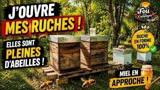 Miniature : 🐝 Mes Abeilles Sont en Pleine Forme ! Ouverture des Ruches
