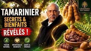 Miniature : Tamarinier   Secrets et Bienfaits enfin Révélés