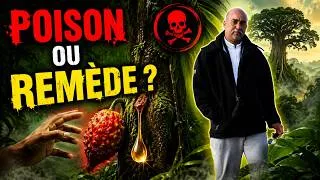 Miniature : L’arbre tropical qui produit du poison… et des remèdes