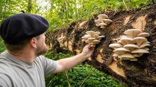 Miniature : Je plante 400 pleurotes dans le bois derrière chez moi 🌳