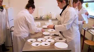 Miniature : Travaux pratiques licence CQPA : Analyse sensorielle