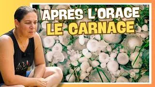 Miniature : ​⛈️​ Orage, grêle : état des lieux au potager (c'est pas beau à voir !)