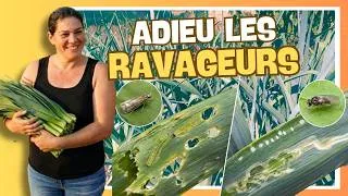 Miniature : 👩‍🌾 Faut-il tailler le feuillage des poireaux ?