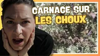 Miniature : 👩‍🌾 Invasion d'altises : mes choux massacrés en 24h !