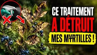 Miniature : Ce Traitement A DÉTRUIT Mes Myrtilles ! (Et Pourquoi Vos Tomates Et Concombres Meurent)