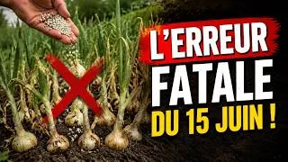 Miniature : L'erreur fatale du quinze juin : pourquoi vos oignons restent petits et le secret des récoltes géan