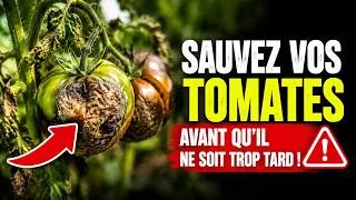 Miniature : 🛑 URGENT : Le secret pour sauver vos TOMATES avant qu'il ne soit trop tard ! (Ne faites pas cette