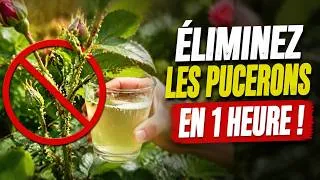 Miniature : Comment éliminer les pucerons en seulement 1 heure avec 1 seul verre (Secret 100% Naturel !)