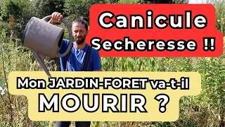 Miniature : 3e vague de canicule... Les jardin-forêts vont-ils tenir ?