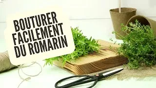 Miniature : Bouturer très facilement du romarin