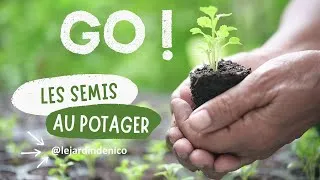 Miniature : Les semis classiques au potager