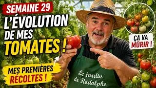 Miniature : Semaine 29 au potager : mes tomates évoluent enfin ! Pourquoi beaucoup restent encore vertes ?