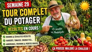 Miniature : Tour complet du potager - Semaine 29 : les récoltes commencent et le jardin résiste à la chaleur !