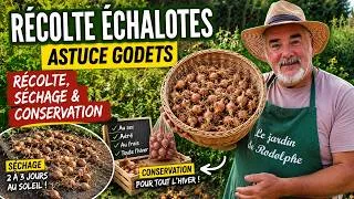 Miniature : Comment réussir la récolte des échalotes : à la main ou à la fourche, je vous montre ma méthode
