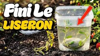 Miniature : Fini le Liseron: L'astuce géniale du pot en plastique