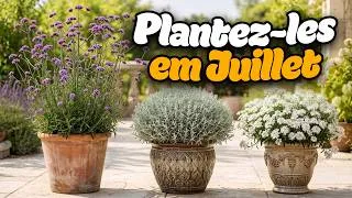 Miniature : Plantez les en JUILLET! 7 plantes vivaces résistantes qui prospèrent en pot avec peu d’effort