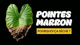 Miniature : Chaque Pointe Marron Expliquée (Pourquoi le bout de vos feuilles devient sec et brûlé)