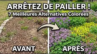 Miniature : 7 Couvre-Sols Qui Remplacent Le Paillis Et Embellissent Votre Jardin