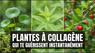 Miniature : 20 Aliments Végétaux Qui Soutiennent Naturellement Le Collagène Et Une Peau Saine