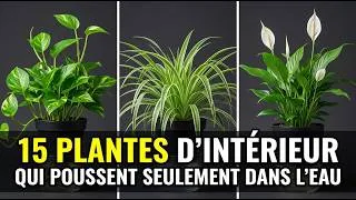 Miniature : 15 Plantes D’Intérieur Qui Poussent Magnifiquement Dans L’Eau Seulement