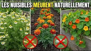 Miniature : 7 Plantes Qui Repoussent Naturellement Les Pucerons, Cochenilles, Fourmis, Aleurodes Et Plus